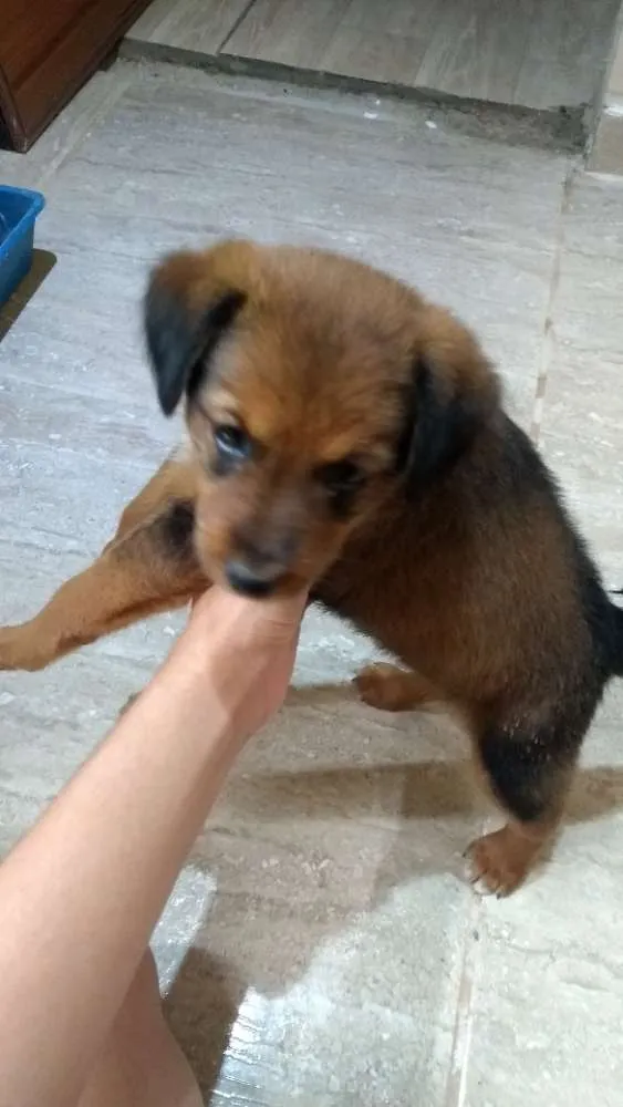 Cachorro ra a Não sei idade 2 a 6 meses nome Não possui um nome