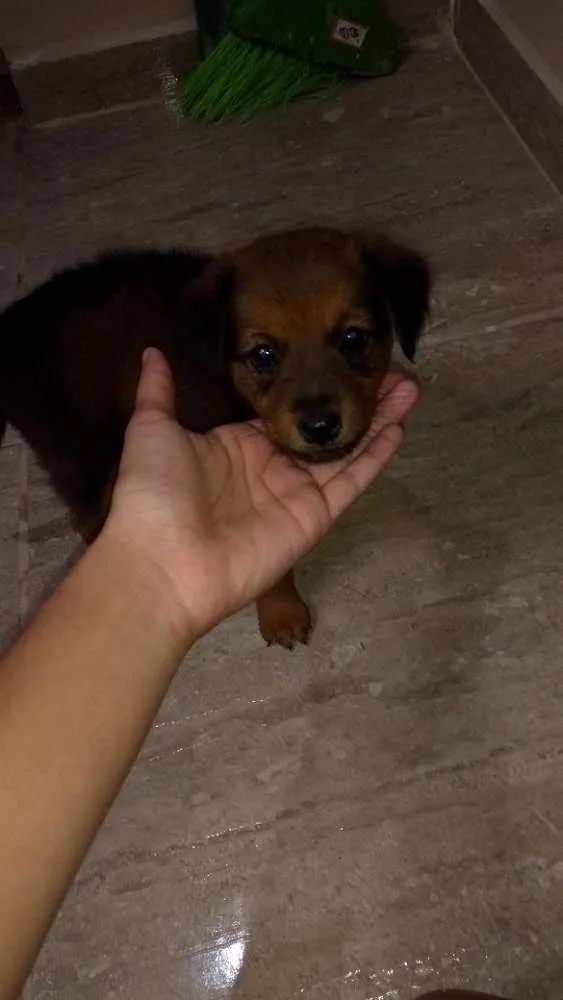 Cachorro ra a Não sei idade 2 a 6 meses nome Não possui um nome