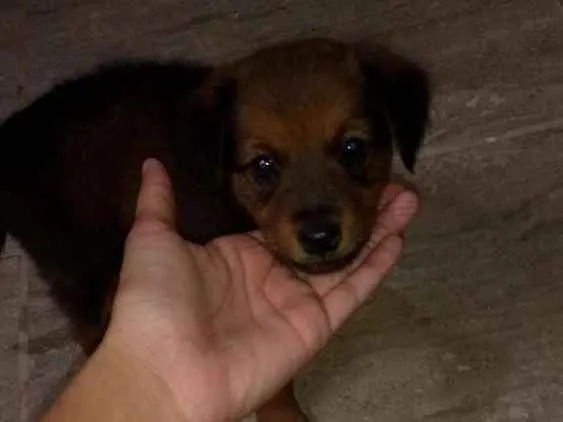 Cachorro ra a Não sei idade 2 a 6 meses nome Não possui um nome