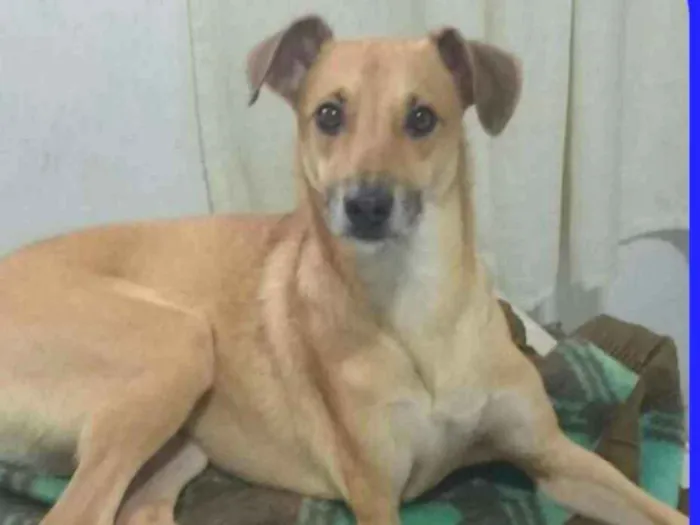 Cachorro raça SRD idade 2 anos nome Chaw - ESPECIAL