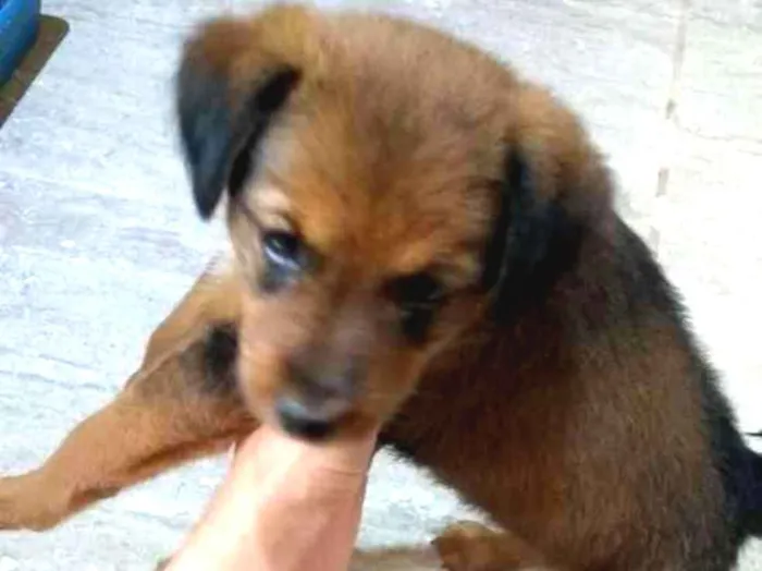 Cachorro ra a Não sei idade 2 a 6 meses nome Não possui um nome