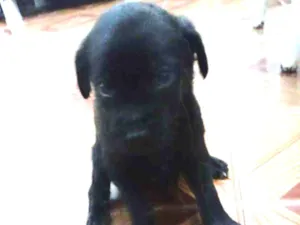 Cachorro raça Sem raça definida idade Abaixo de 2 meses nome Filhote 