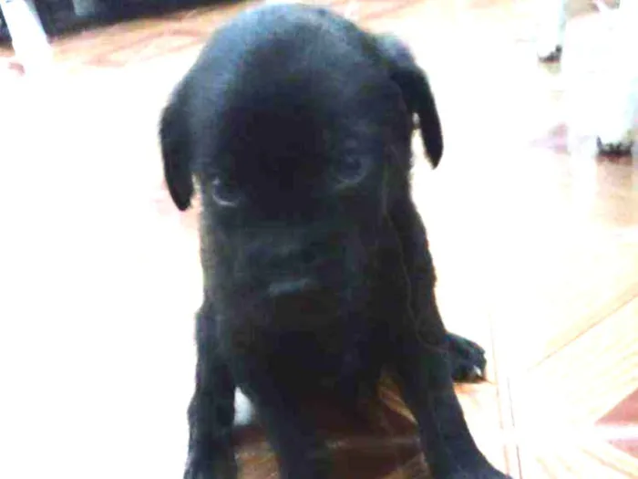 Cachorro ra a Sem raça definida idade Abaixo de 2 meses nome Filhote 