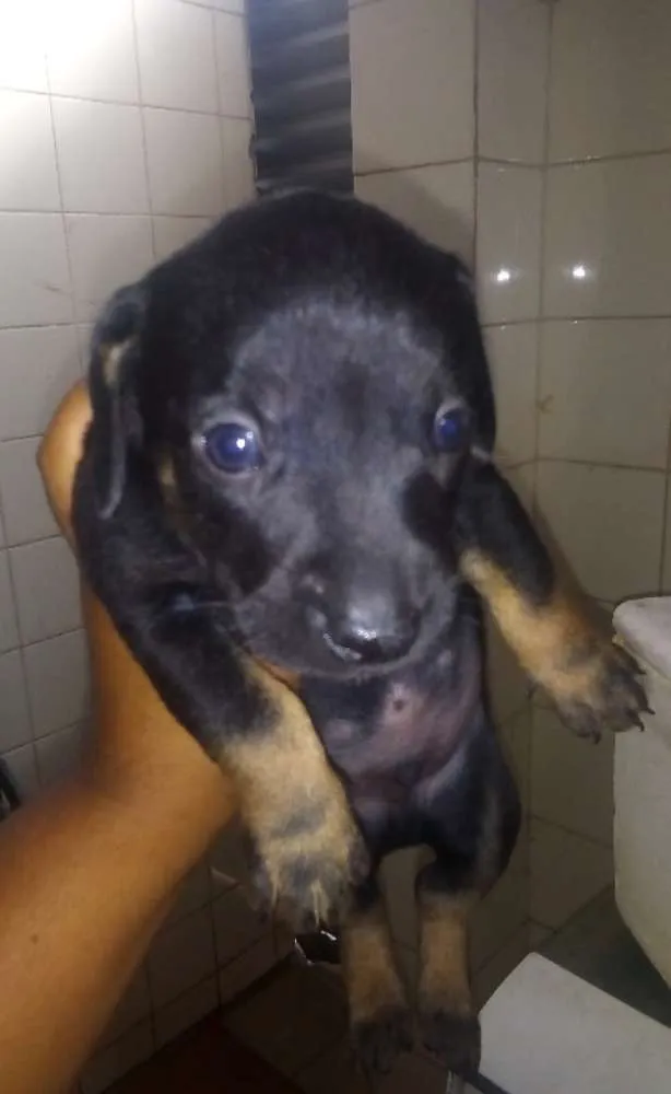 Cachorro ra a Vira lata e um sasilcha idade 5 anos nome Negão Lexi lilica