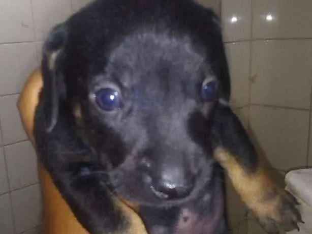 Cachorro ra a Vira lata e um sasilcha idade 5 anos nome Negão Lexi lilica