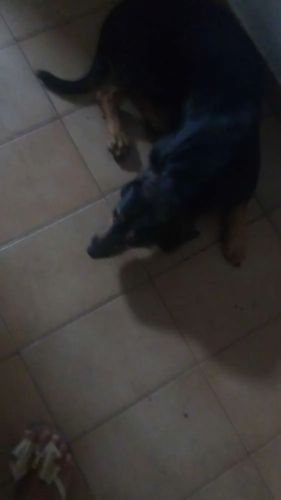 Cachorro ra a Misturada idade 1 ano nome Negão