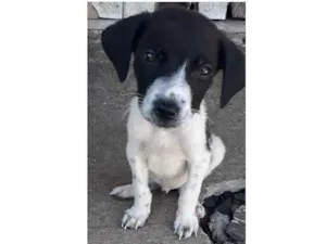 Cachorro raça Vira lata idade 2 a 6 meses nome 5 dogs machos