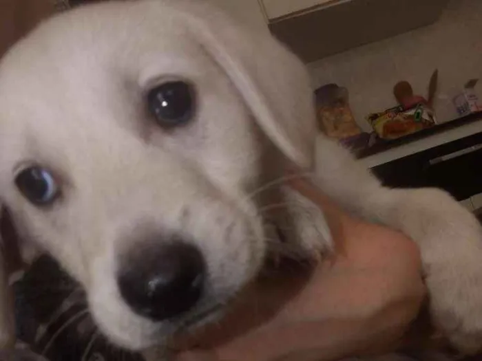 Cachorro ra a Vira-lata idade Abaixo de 2 meses nome Não tem nome