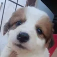 8 irmãozinhos