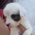 8 irmãozinhos