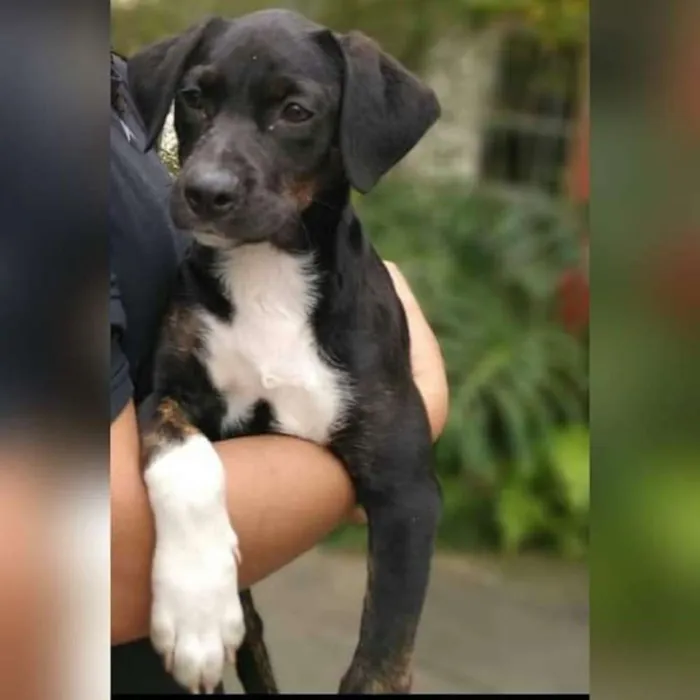 Cachorro ra a SRD idade 2 a 6 meses nome Zoe