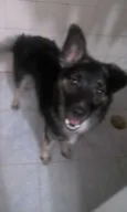 Brans