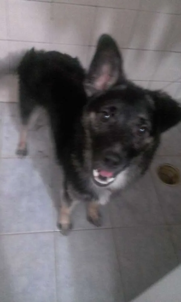 Cachorro ra a Pastor alemão idade 2 anos nome Brans