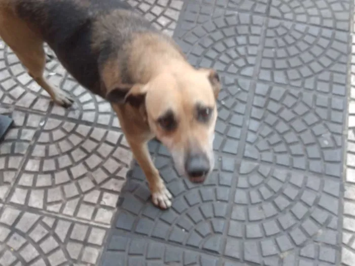 Cachorro ra a SRD idade 5 anos nome Amarela