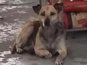 Cachorro raça SRD idade 5 anos nome Amarela