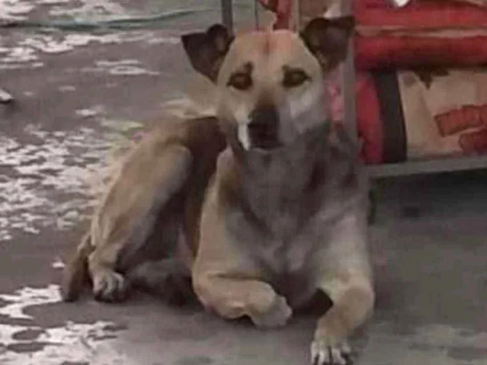 Cachorro ra a SRD idade 5 anos nome Amarela