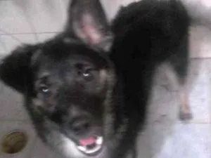 Cachorro raça Pastor alemão idade 2 anos nome Brans