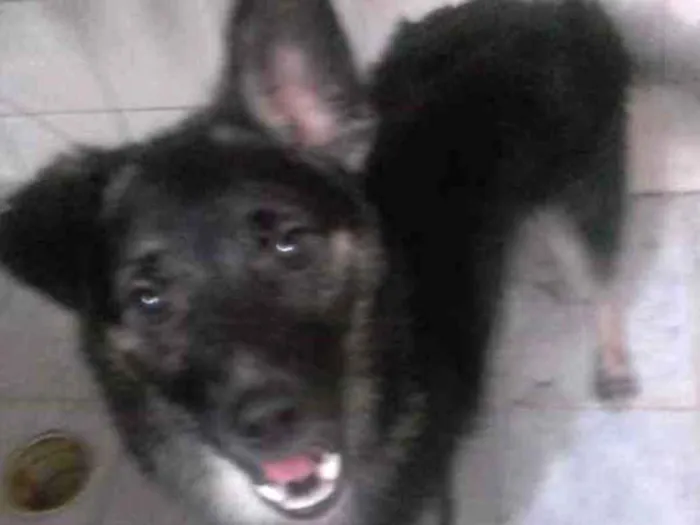 Cachorro ra a Pastor alemão idade 2 anos nome Brans