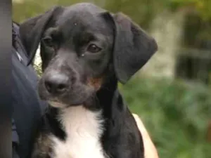 Cachorro raça SRD idade 2 a 6 meses nome Zoe