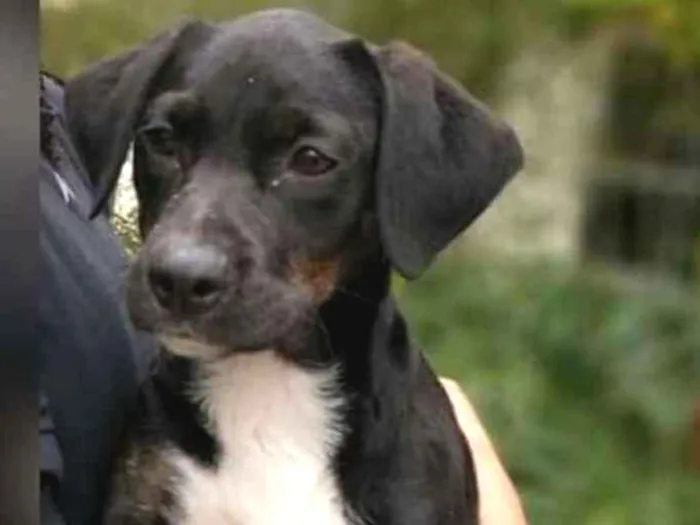 Cachorro ra a SRD idade 2 a 6 meses nome Zoe