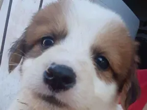 Cachorro raça SRD idade Abaixo de 2 meses nome 8 irmãozinhos