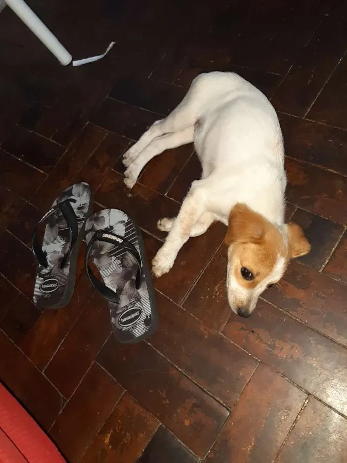 Cachorro ra a Indefinida idade 2 a 6 meses nome Sem nome