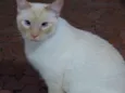Pépe