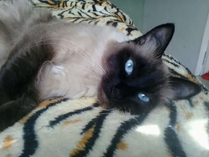 Gato ra a Srd idade 3 anos nome Gatinha