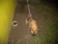 Zuma