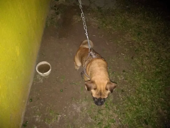 Cachorro ra a Pug com dog francês idade 1 ano nome Zuma