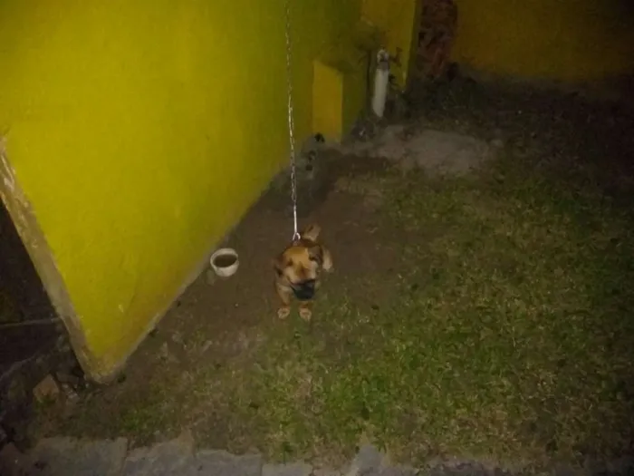 Cachorro ra a Pug com dog francês idade 1 ano nome Zuma