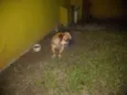 Zuma