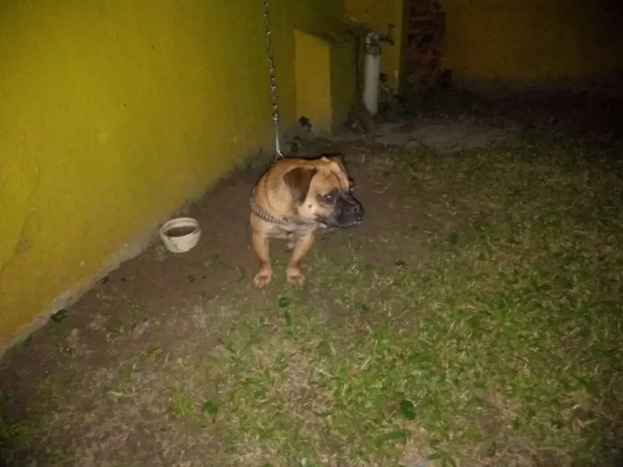 Cachorro ra a Pug com dog francês idade 1 ano nome Zuma