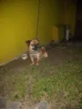 Zuma
