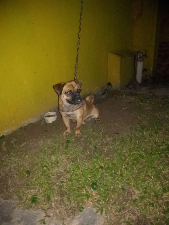 Cachorro ra a Pug com dog francês idade 1 ano nome Zuma