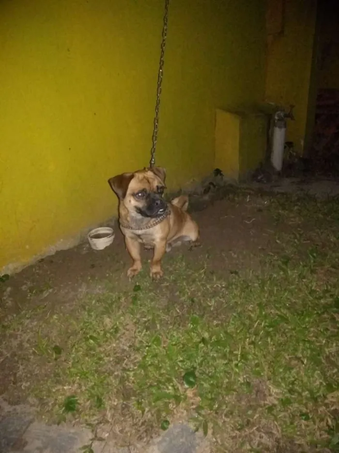 Cachorro ra a Pug com dog francês idade 1 ano nome Zuma