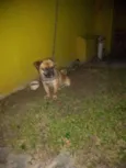 Zuma