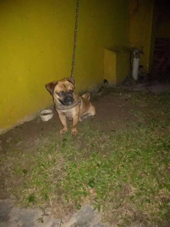 Cachorro ra a Pug com dog francês idade 1 ano nome Zuma