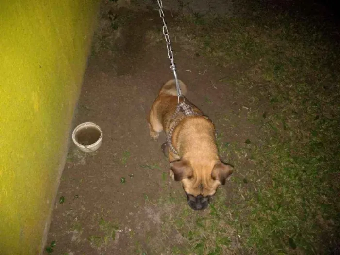 Cachorro ra a Pug com dog francês idade 1 ano nome Zuma