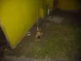 Zuma