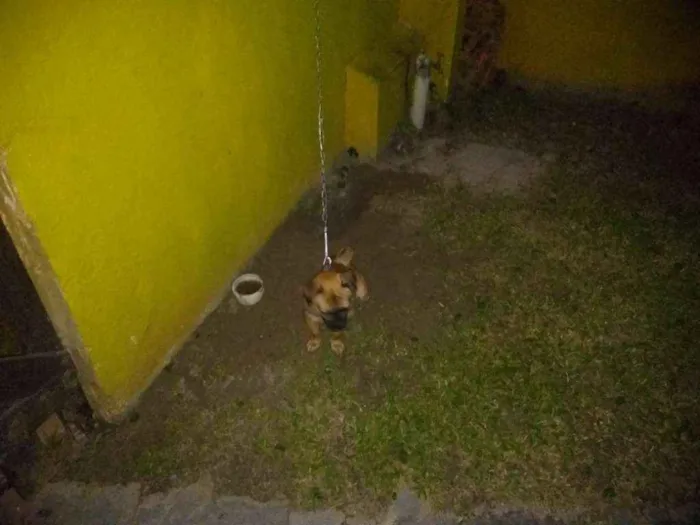 Cachorro ra a Pug com dog francês idade 1 ano nome Zuma
