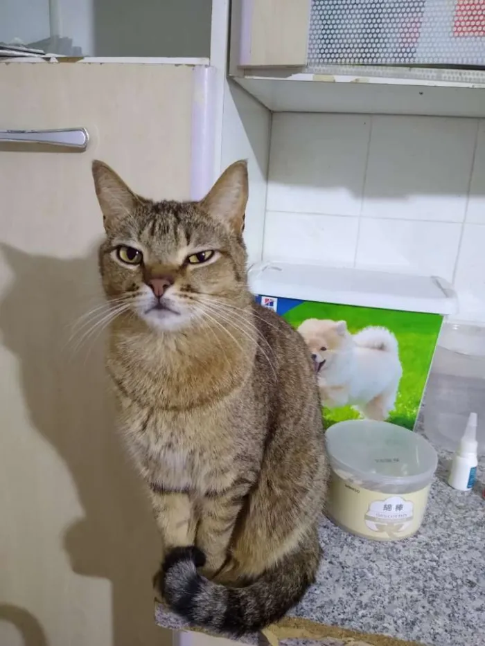 Gato raça Srd idade 2 anos nome Ruivo