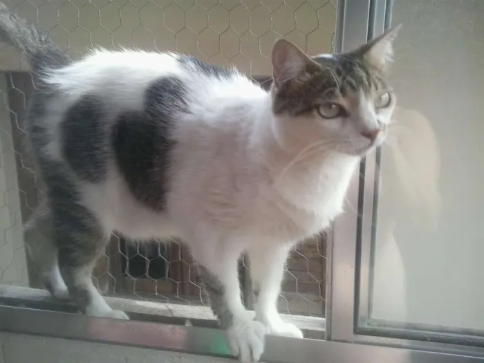 Gato raça Srd idade 2 anos nome Branquinho