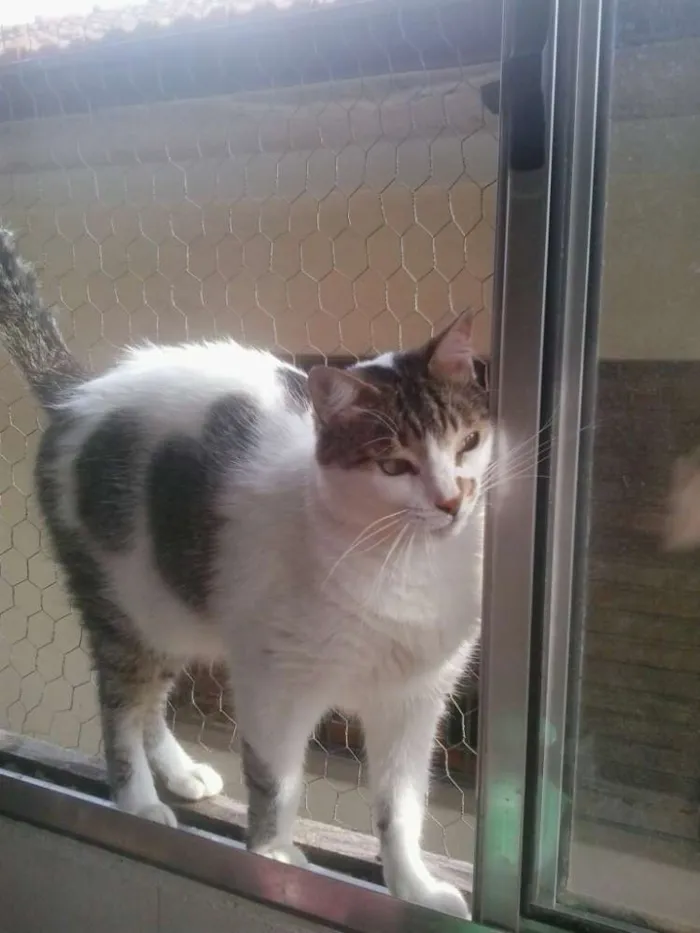 Gato raça Srd idade 2 anos nome Branquinho