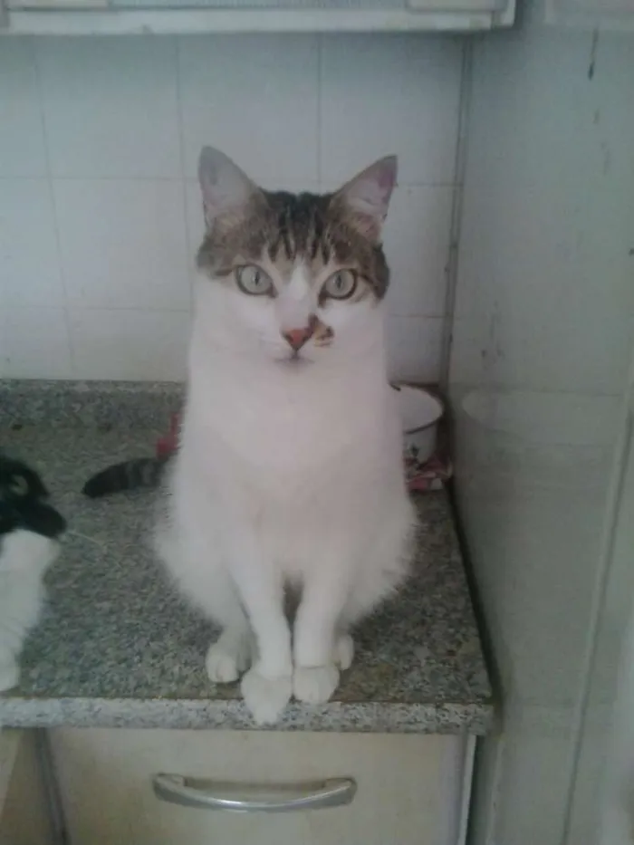 Gato raça Srd idade 2 anos nome Branquinho