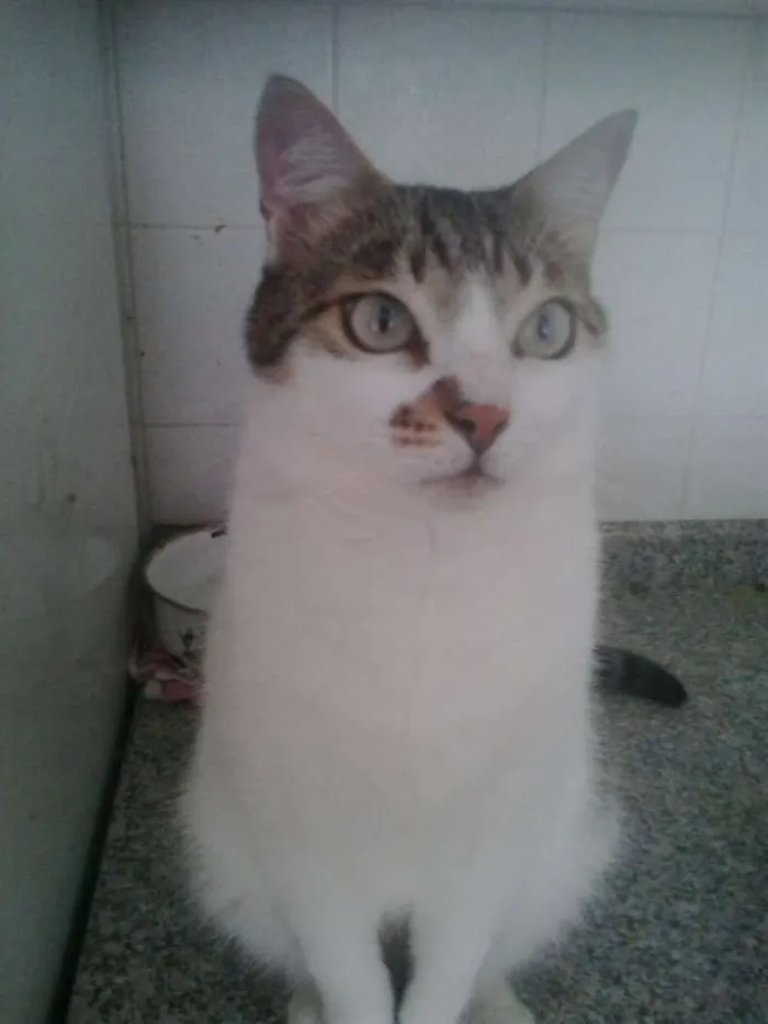 Gato raça Srd idade 2 anos nome Branquinho