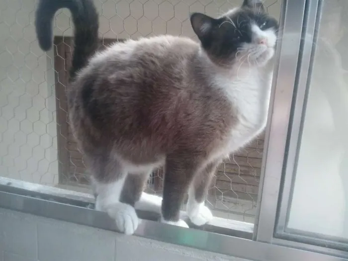 Gato raça Srd idade 1 ano nome Bolacha