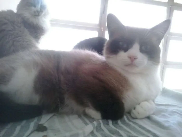 Gato raça Srd idade 1 ano nome Bolacha