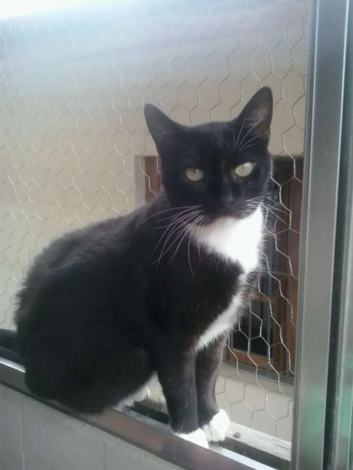 Gato raça Srd idade 2 anos nome Gigi