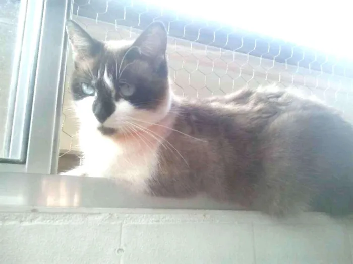 Gato raça Srd idade 2 anos nome Branca